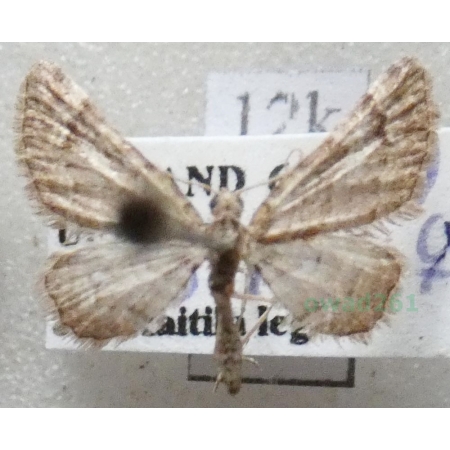 Gymnoscelis rufifasciata (Haworth, 1809) Grotniczek rudopasek Finland12k